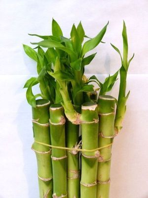FEUIL. LUCKY BAMBOO 50